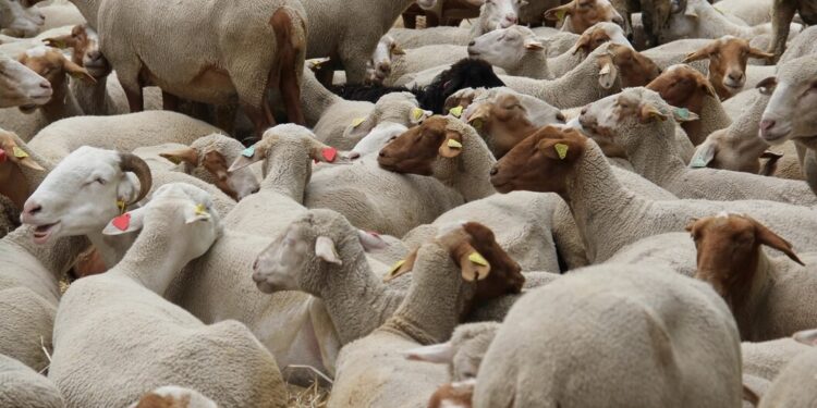 Druck auf die Rotfleischversorgung – wird Eid al-Adha 2025 gefeiert?