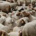 Presión sobre el suministro de carne roja - ¿se celebrará el Eid al-Adha en 2025?