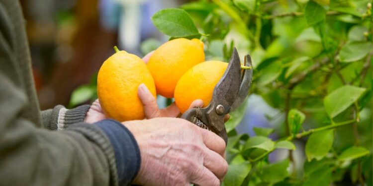 How to grow a lemon tree from a seed?