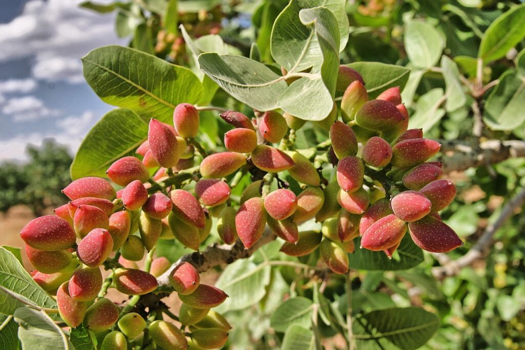 pistachio harvesting