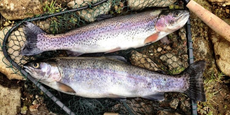 trout fishing season morocco 2025-2026