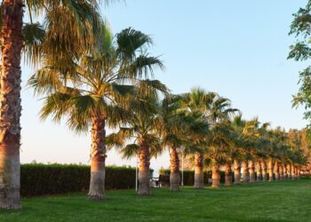 حديقة النخيل الخضراء الرباط المغرب