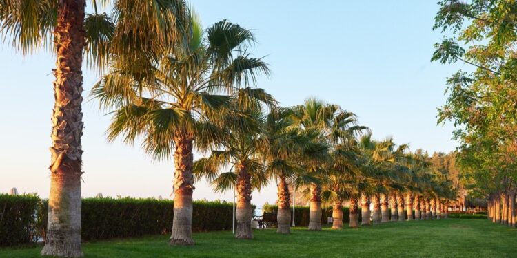 parque de palmeras verdes Rabat Marruecos
