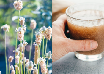 plantago ovata psyllium