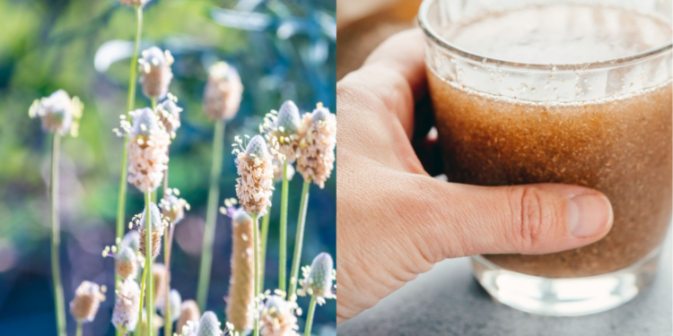 plantago ovata psyllium - MAwebzine plantago ovata psyllium