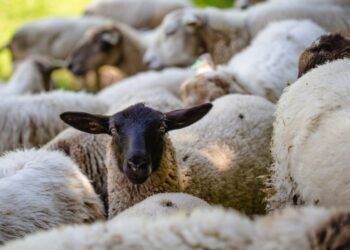 herd-sheep-grazing-grass-covered-field-captured-sunny-day