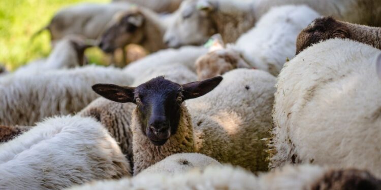 troupeau-de-moutons-paissant-dans-un-champ-herbeux-capture-par-une-journee-ensoleillee