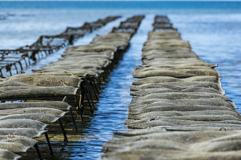 Dakhla oysters Oued Eddahab