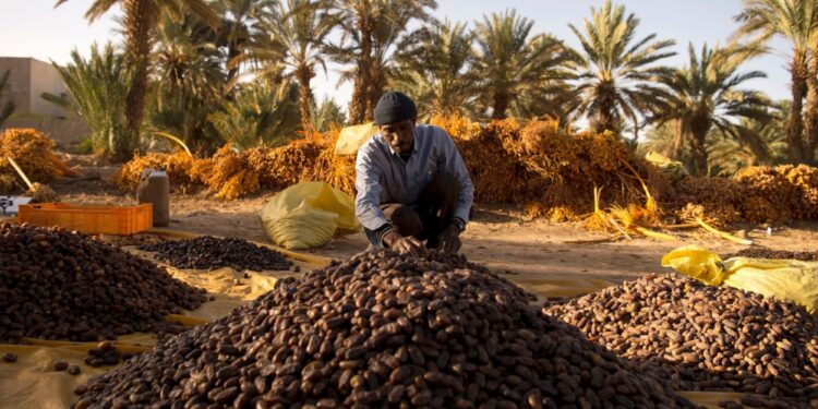 dadels oogst Marokko