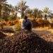 dates harvest morocco