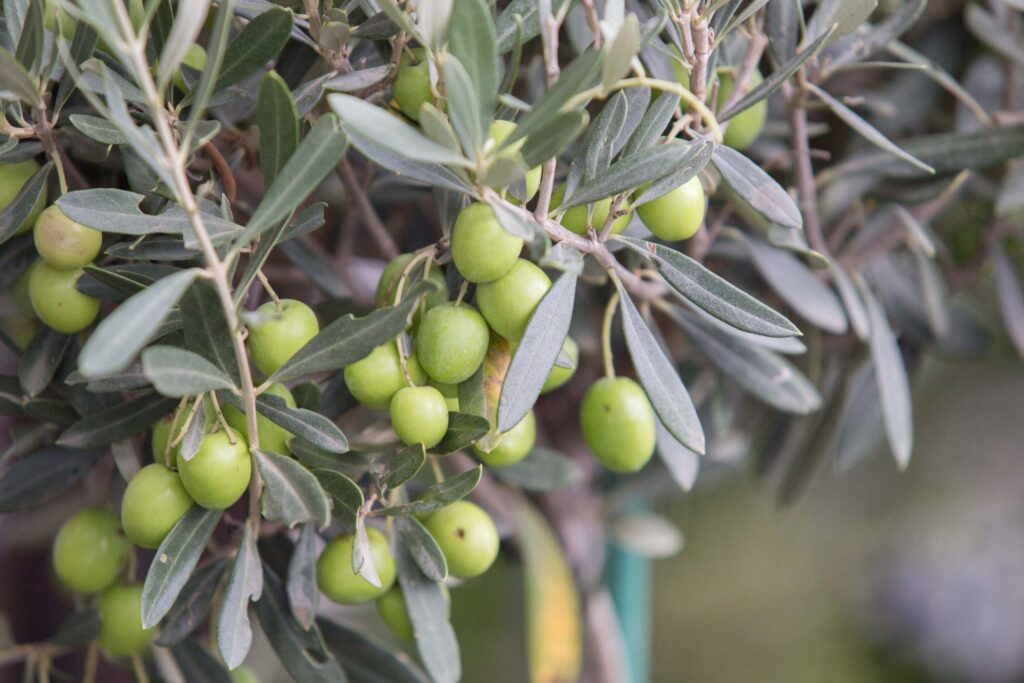 moroccan-olive-tree