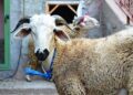 Sheep for sale at a Moroccan livestock market ahead of Eid al-Adha 2026