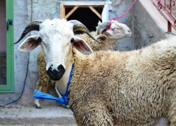 Sheep for sale at a Moroccan livestock market ahead of Eid al-Adha 2026