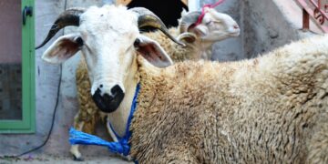 Sheep for sale at a Moroccan livestock market ahead of Eid al-Adha 2026