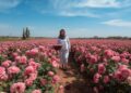 Pink Damascus rose fields in full bloom in the Valley of Roses near Kelaat M'Gouna, Morocco during the annual Rose Festival