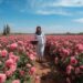 Roze Damascus rozenveldenin volledige bloei in de Vallei van de Rozen in de buurt van Kelaat M'Gouna, Marokko tijdens het jaarlijkse Rozenfestival