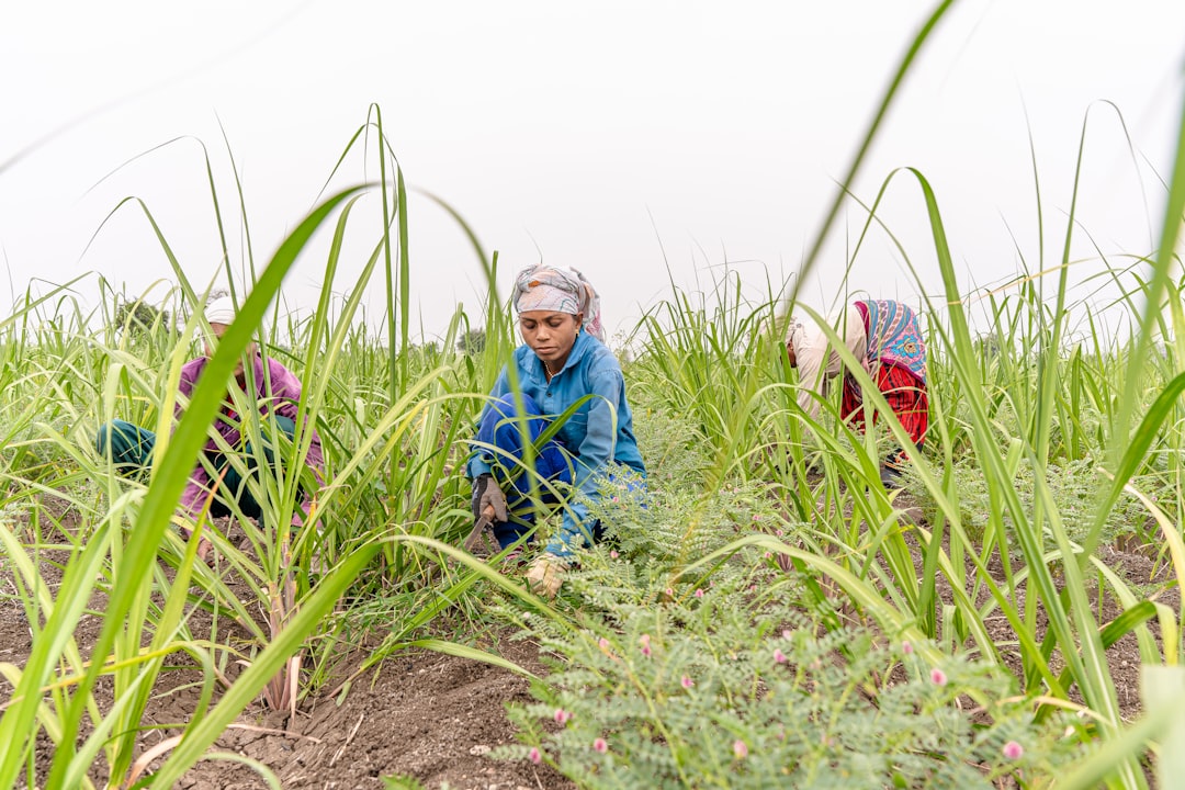 Zwei Mitarbeiterinnen einer Frauenkooperative ernten Safranblüten in einem Feld in der Region Draa-Tafilalet in Marokko