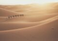 Traveller on a camel during a Sahara trip across Erg Chebbi dunes